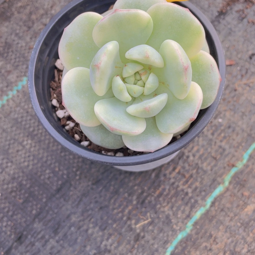 354号 宽叶香草锦