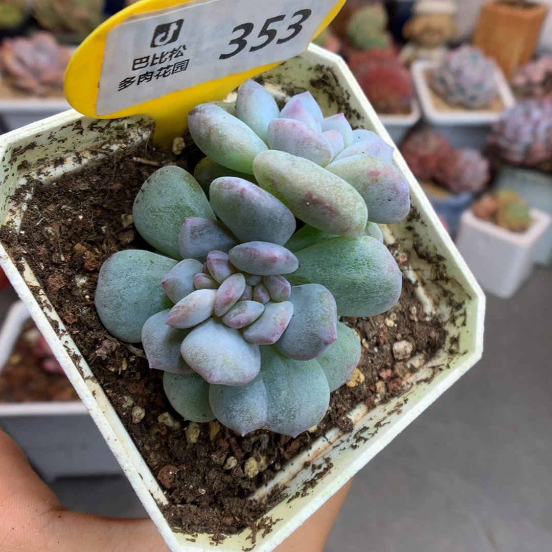 353双头双心星影石化多肉