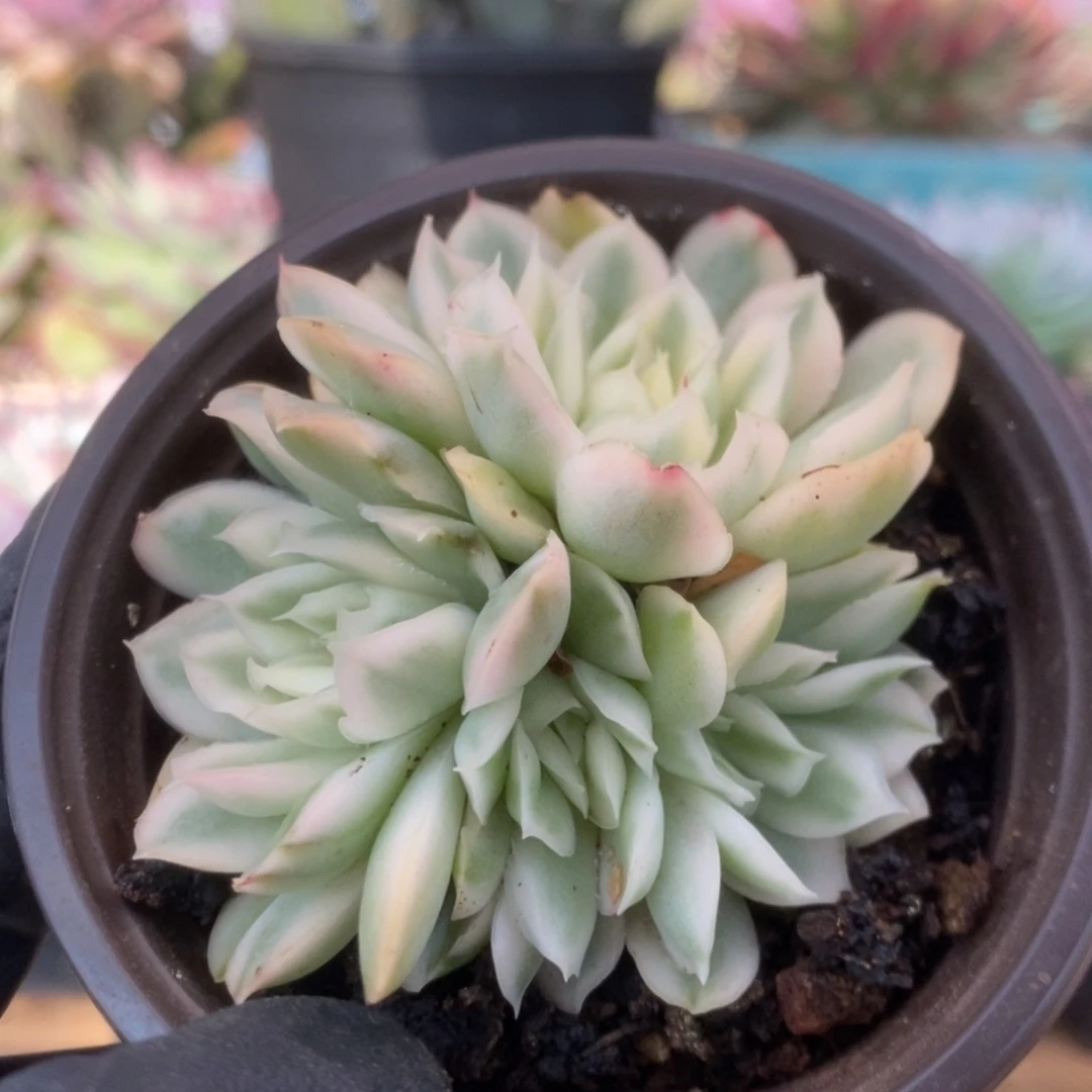 007紫蝴蝶锦锦锦锦锦