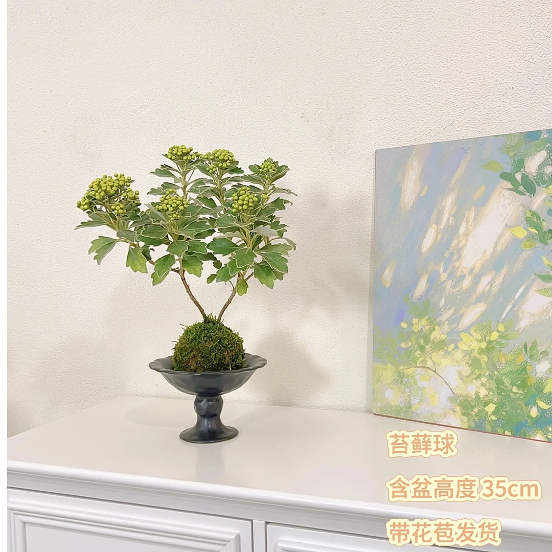 高山雅菊花耐寒耐热好养适合阳台庭院盆栽苔藓球四季开花好绿植