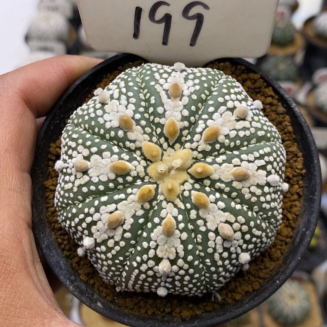 199奇迹福利特价来了