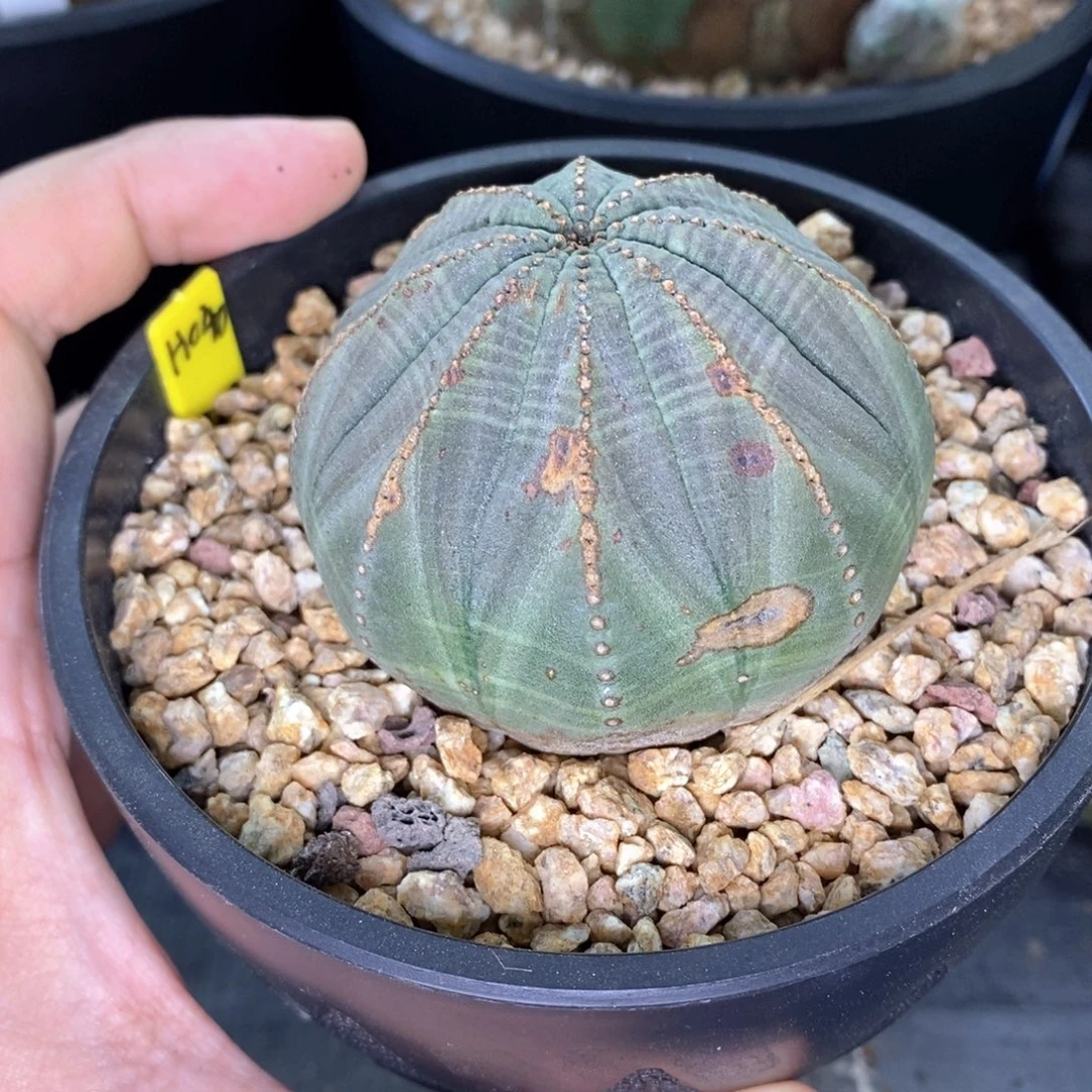 18 欧系实生布纹球多肉植物