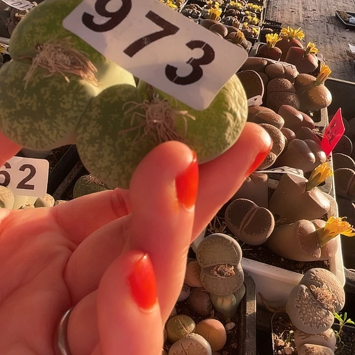 生石花一颗2头973