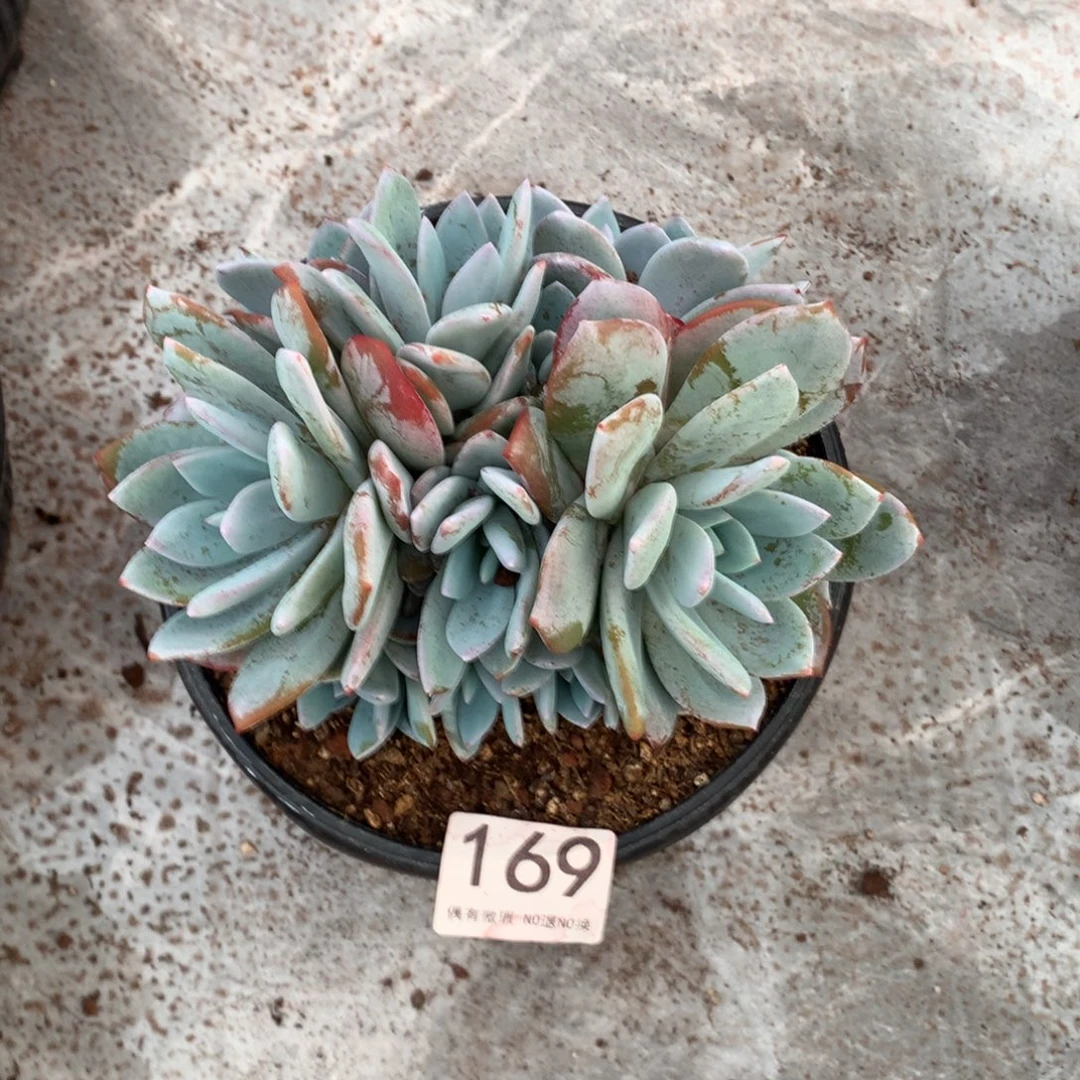 169奶茶多肉植物！！！！
