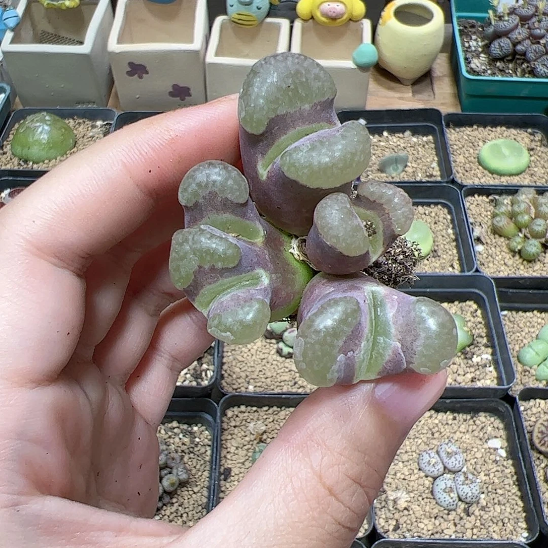 【闪购商品】139 福利