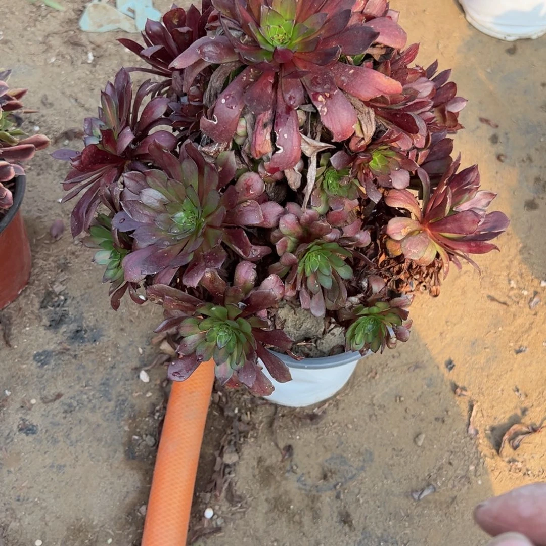 579美姬多肉植物法师多肉