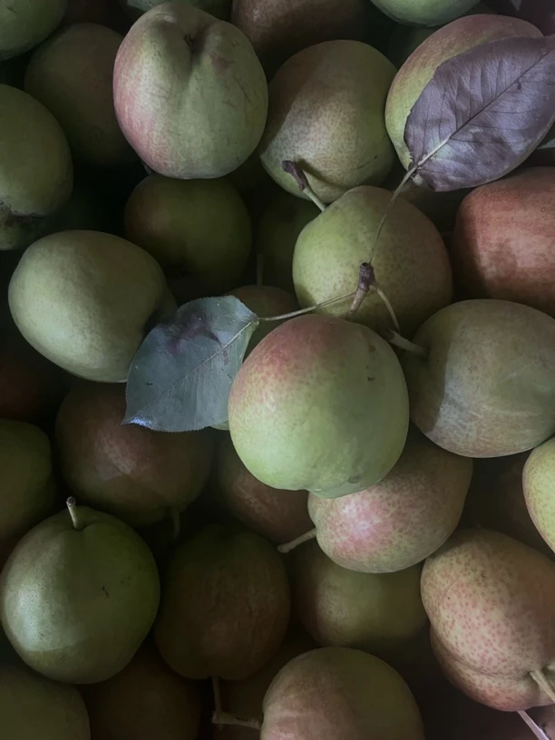 新鲜红肖梨五斤（清脆爽口，甜度适中，汁水充足）