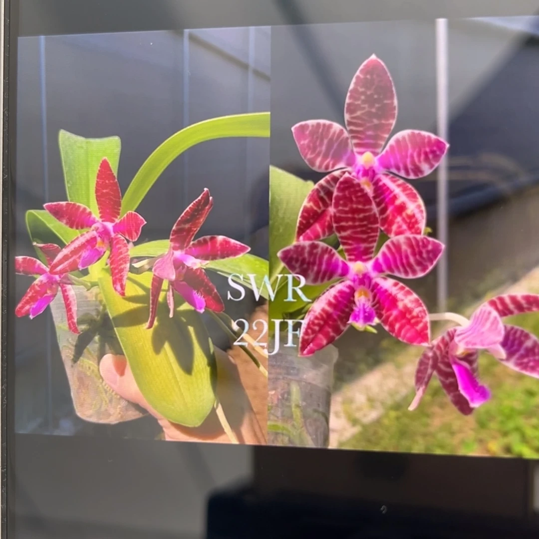 无花朵4寸特红路德兄弟交苗