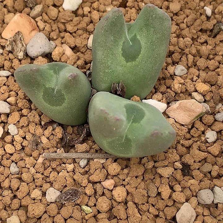 精品多肉植物精品多肉