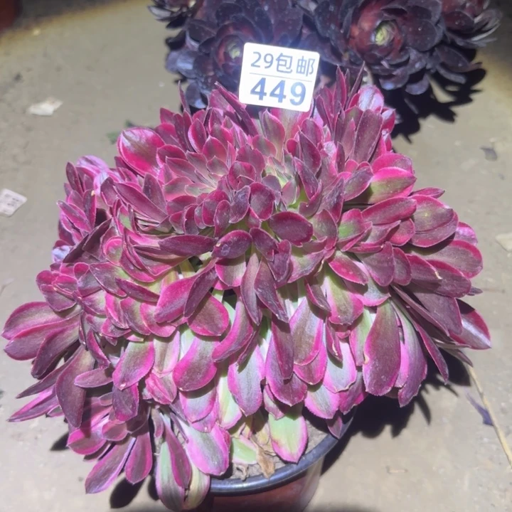 红袖……多肉植物的