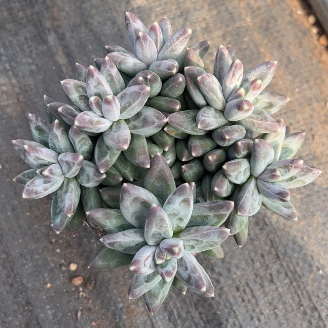 1118500 凤羽胸花朵朵