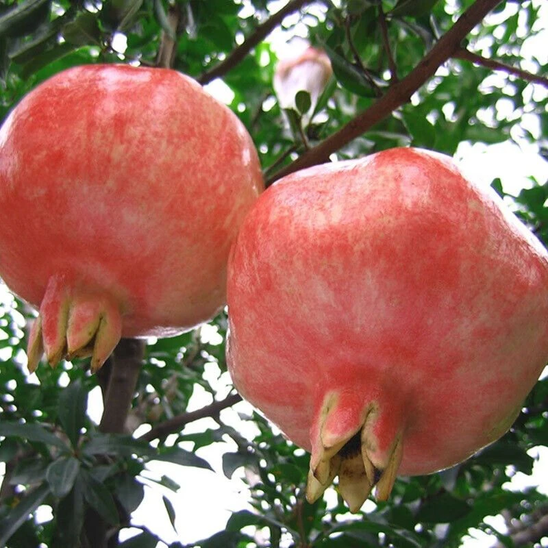 蒙阳红石榴 盆栽地栽南北方种植