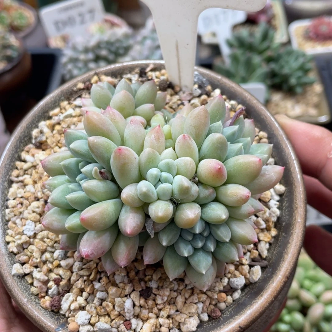 0563明珠不带盆8厘米