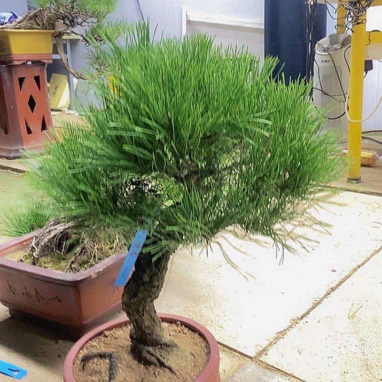 【闪购商品】无花朵瞭**秋黑松