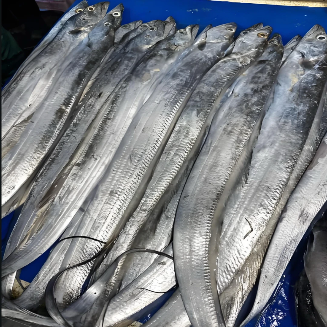 【带鱼4斤】东海野生雷达网油带小眼鹰嘴豆带