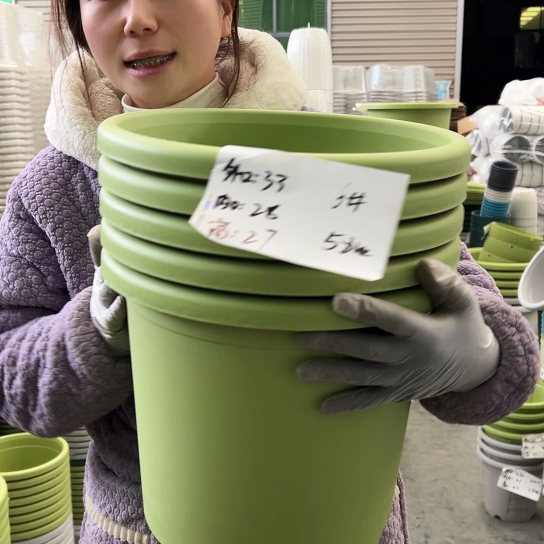 四季盆6#果绿5个无托