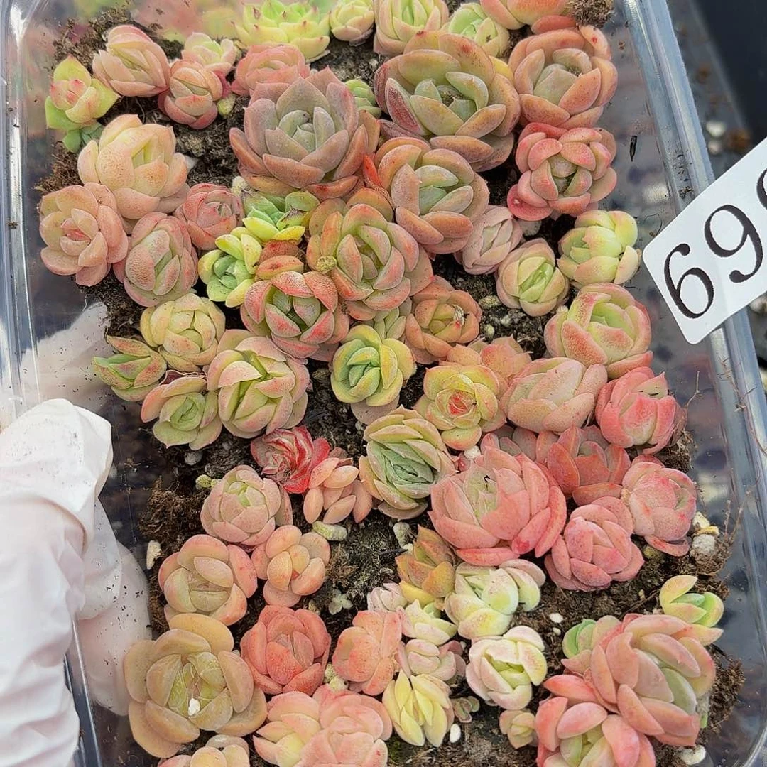 多肉植物多肉植物699