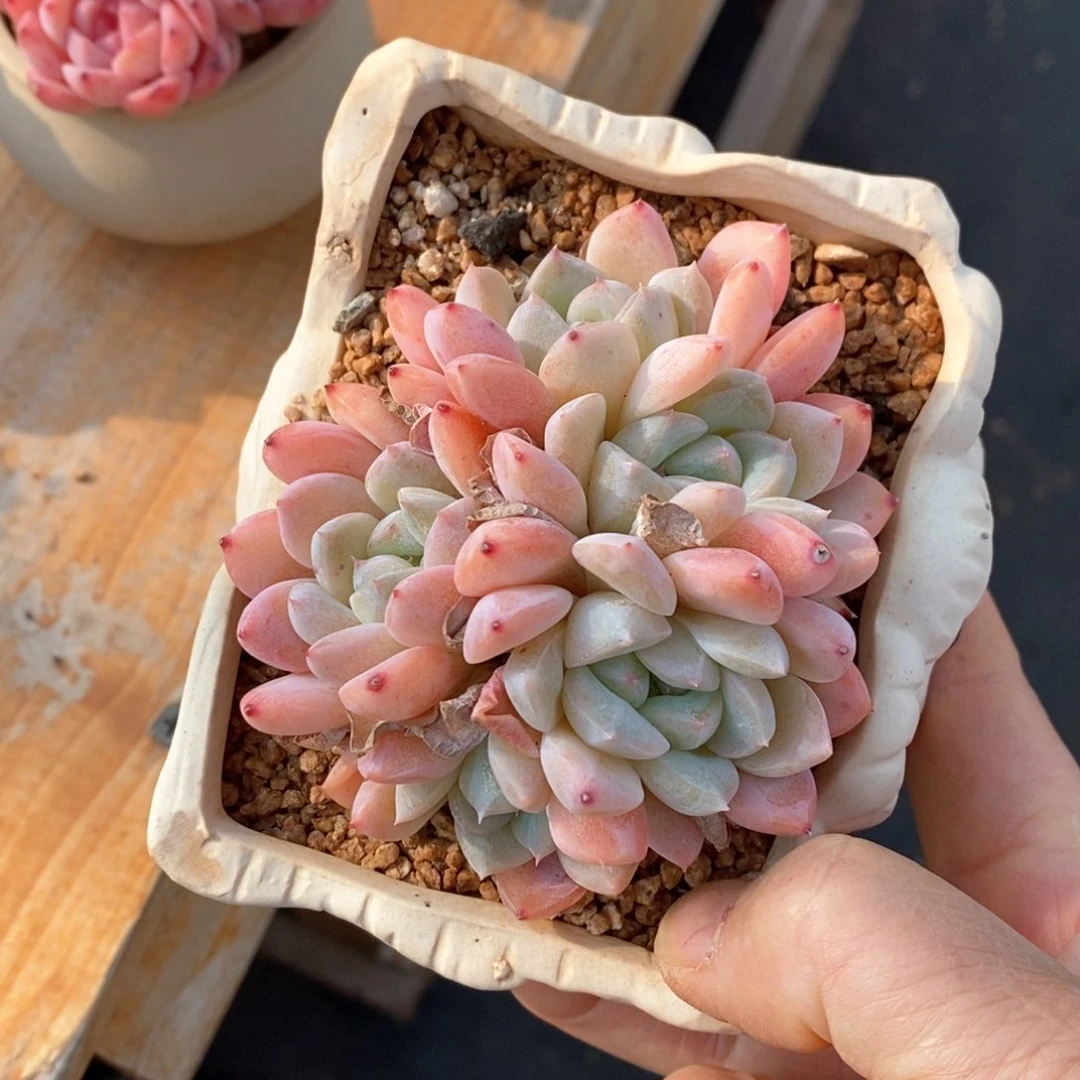 精品多肉一物一拍不包整87