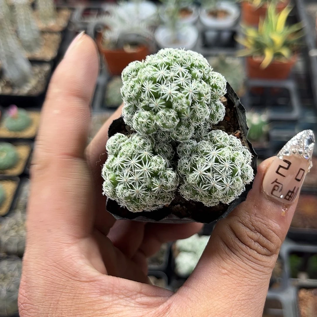 白鸟单头发货有根发货