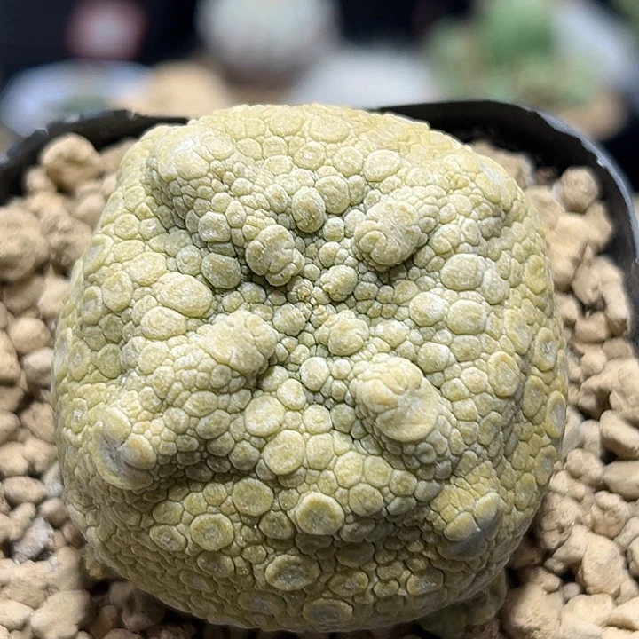 1严选方凝蹄玉5公分56655555