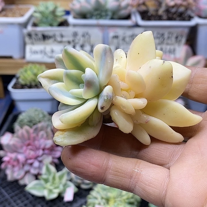 02225 冬美人宽覆轮锦头盖 需延时发货