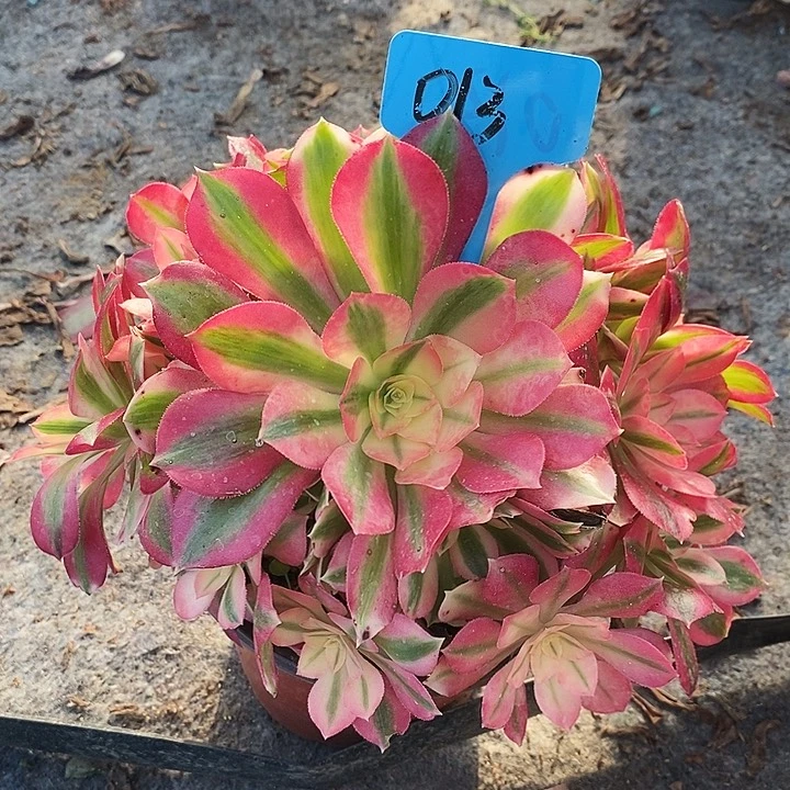 013 一颗男神法师多肉