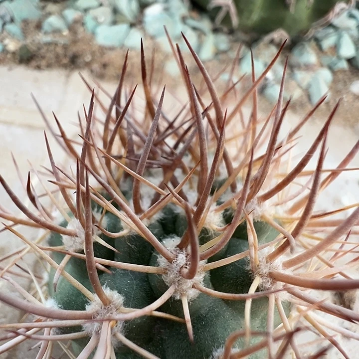 逆豹。一代侧。