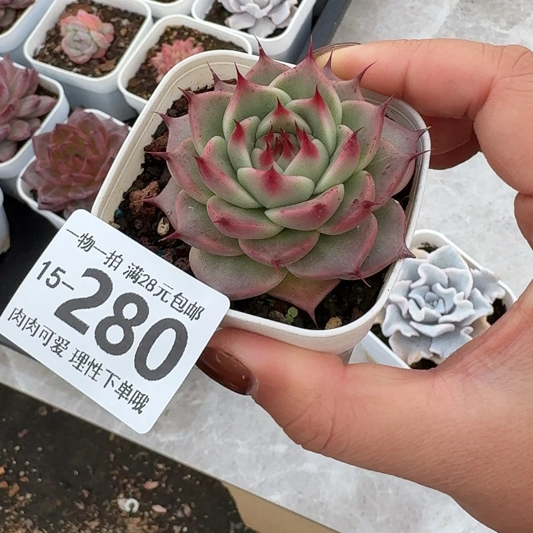 托斯卡无盆土发货无