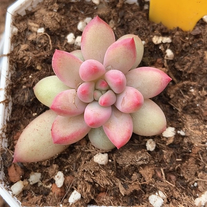 多肉植物虞美人1929