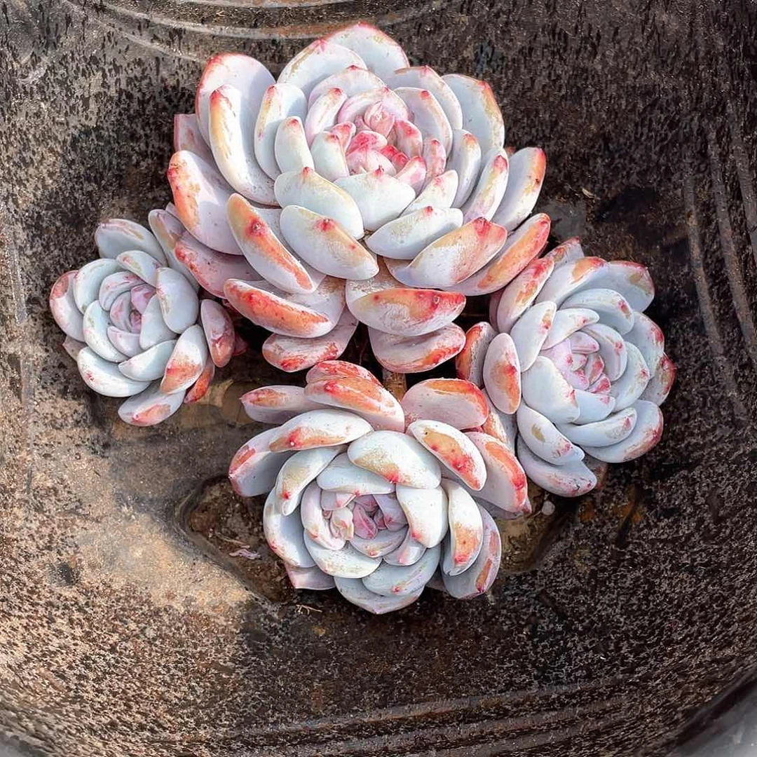 集**了多肉植物多肉植物