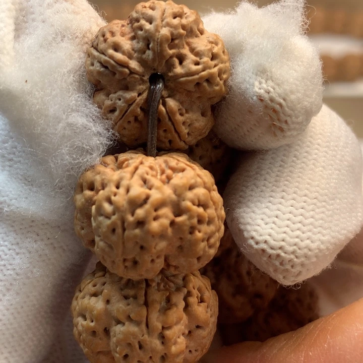 吊坠金刚菩提20尺寸龙牙梅花