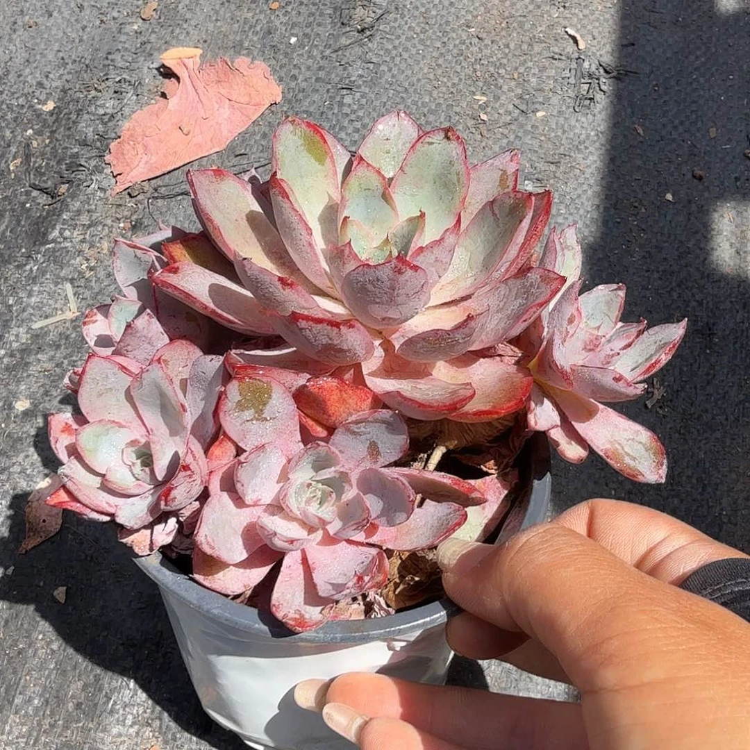 老庄赫拉多肉植物精品