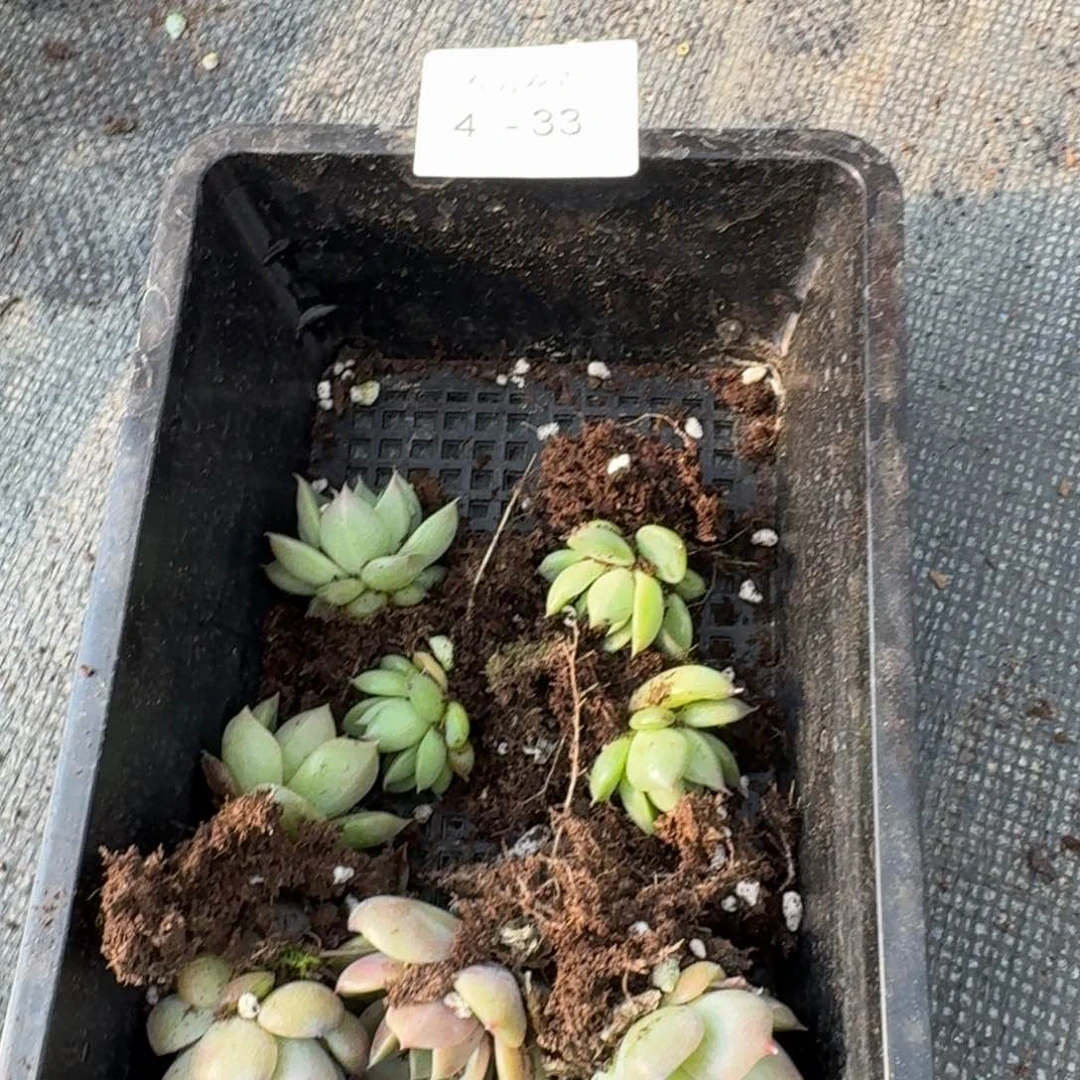 绿珍妮五颗加皮艾拉叶插五颗量拍4-33