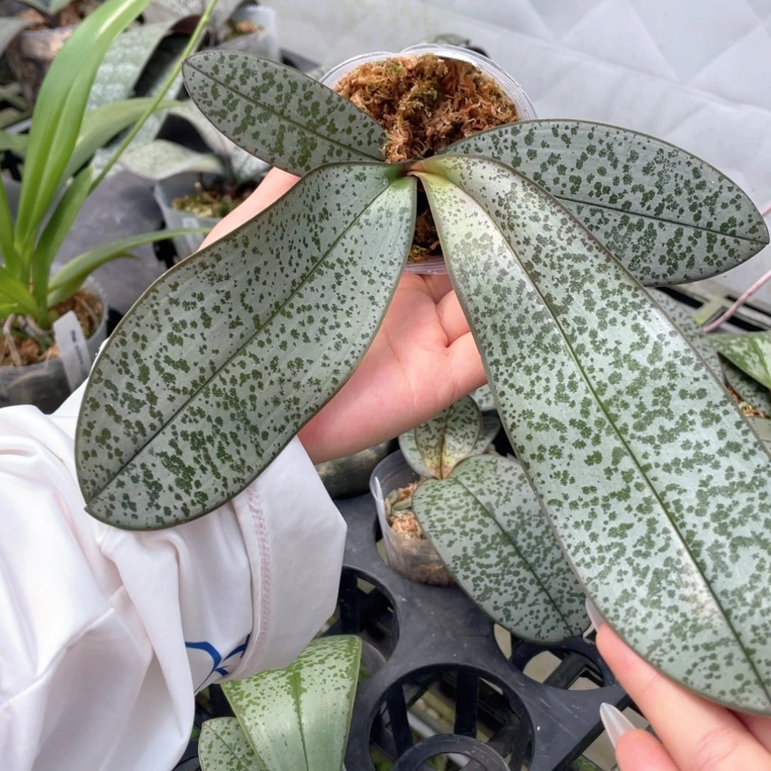 当前无花栽培后可以开花Bt粉紫西交巨龙西