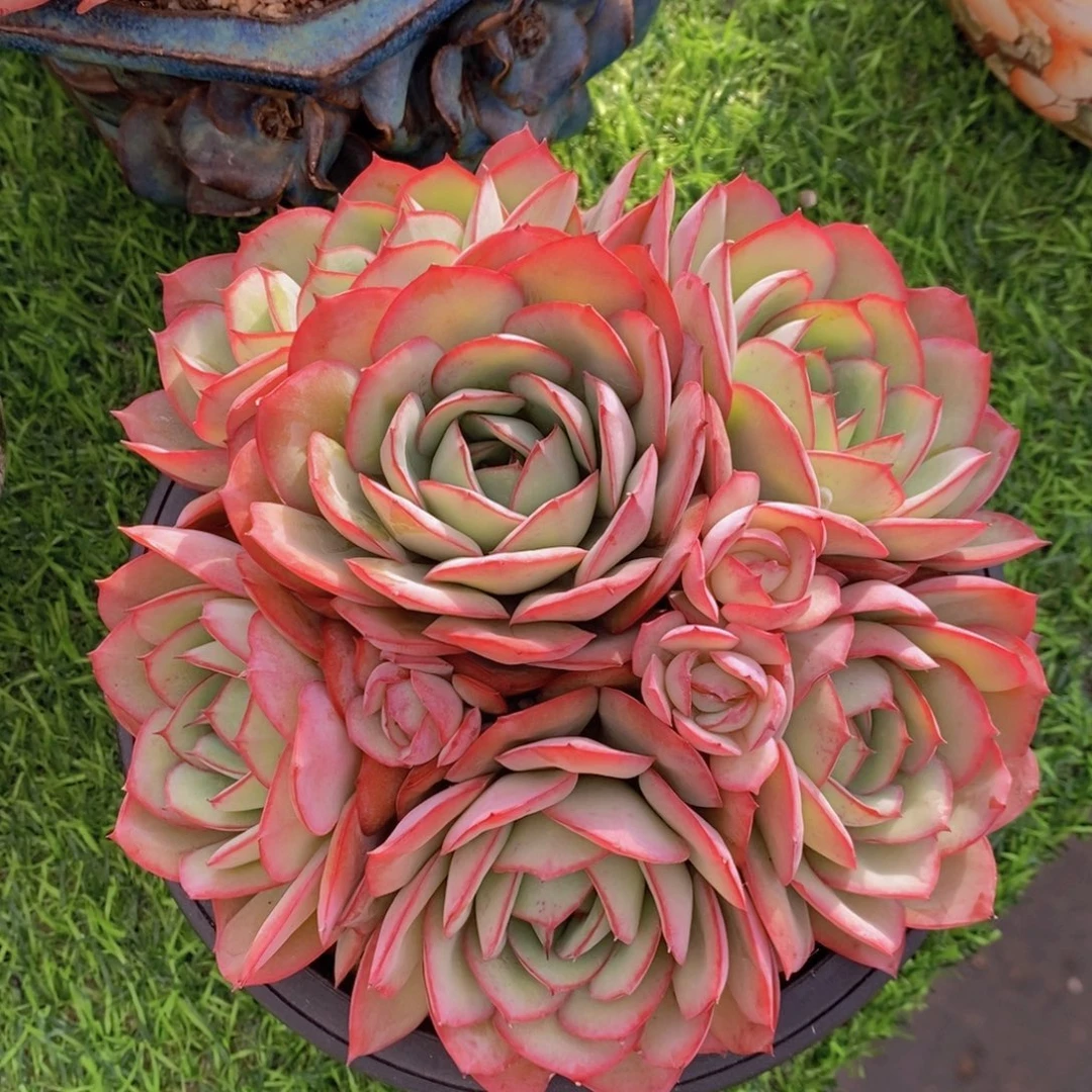 牡丹亭 一物一拍