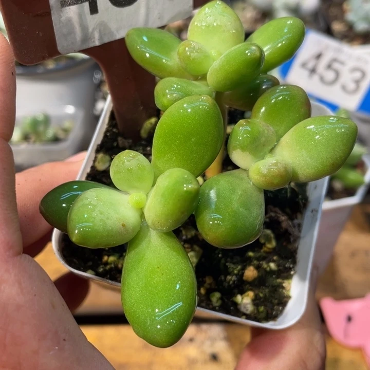 芒果奶叶心白锦454号的啊啊多肉啊