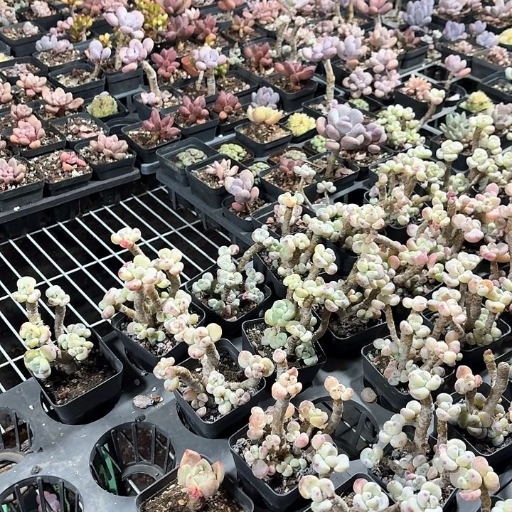 小*寄养送盆fgjjj