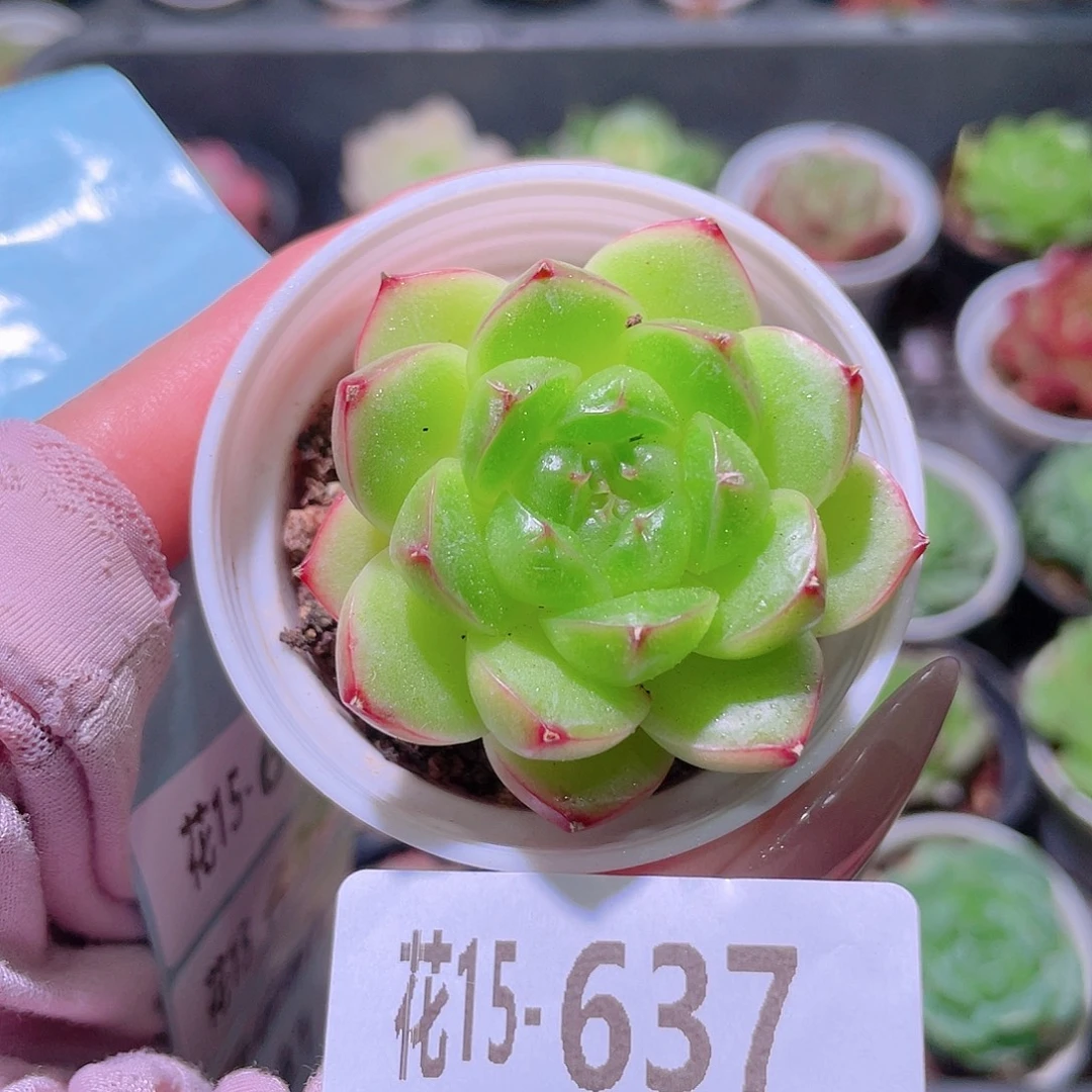 花利美15-637新品