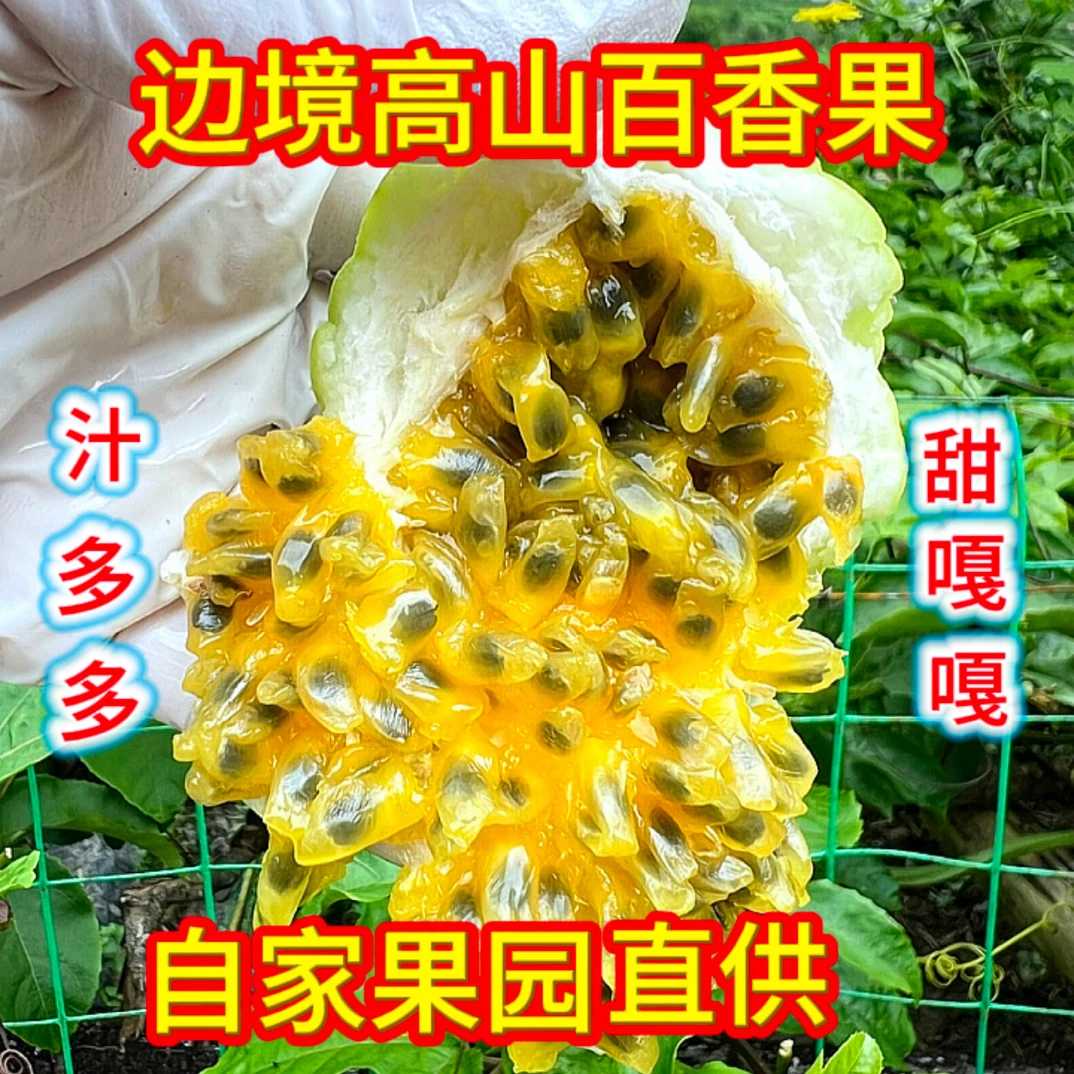 广西边境高山新鲜采摘百香果香甜无酸多汁富含维生素C