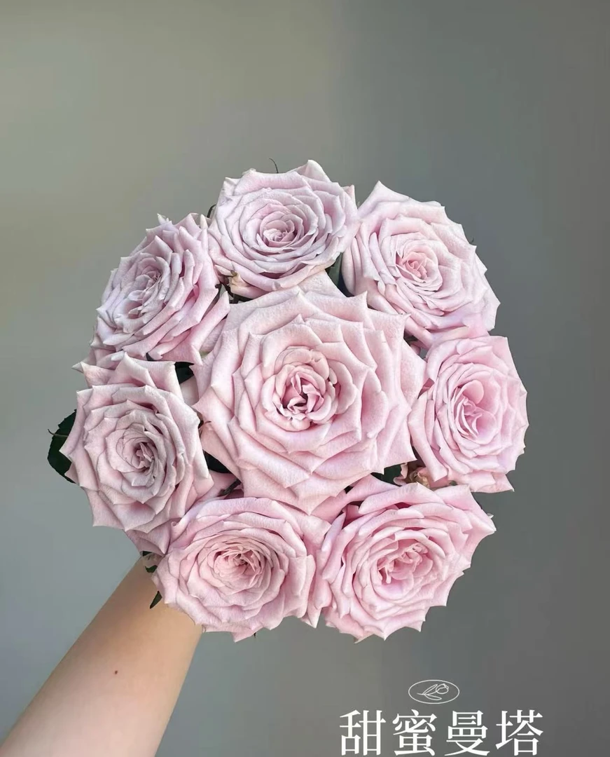 【甜蜜曼塔】单头玫瑰云南基地直发顺丰包邮