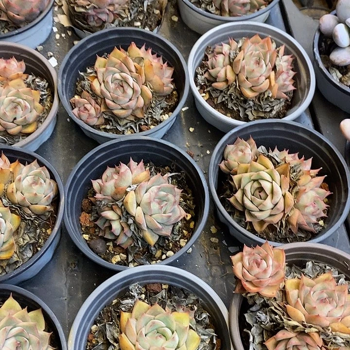 团   艾格利亚  群