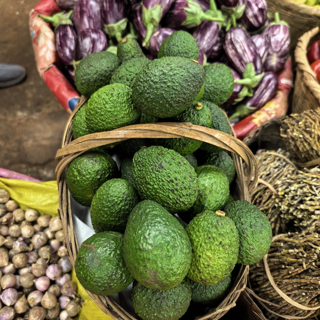 云南农户种植新鲜牛油果