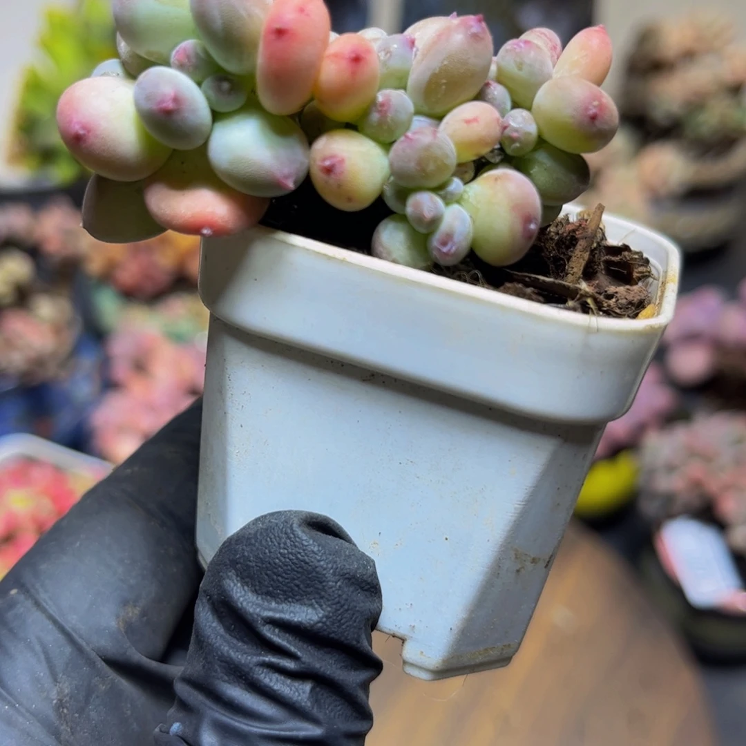 342苹果奶缀5厘米多肉