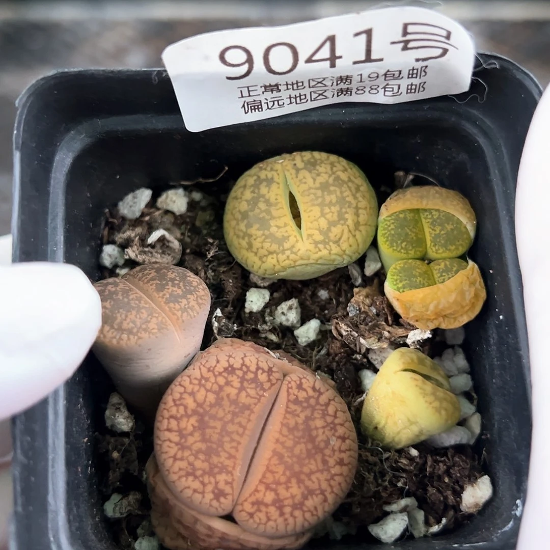 好养易活生石花大母本9041