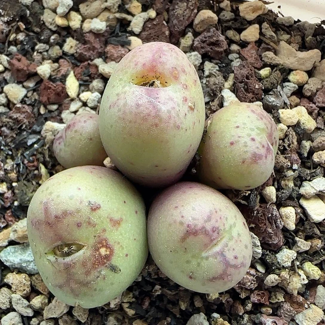 年后脱土发货23827