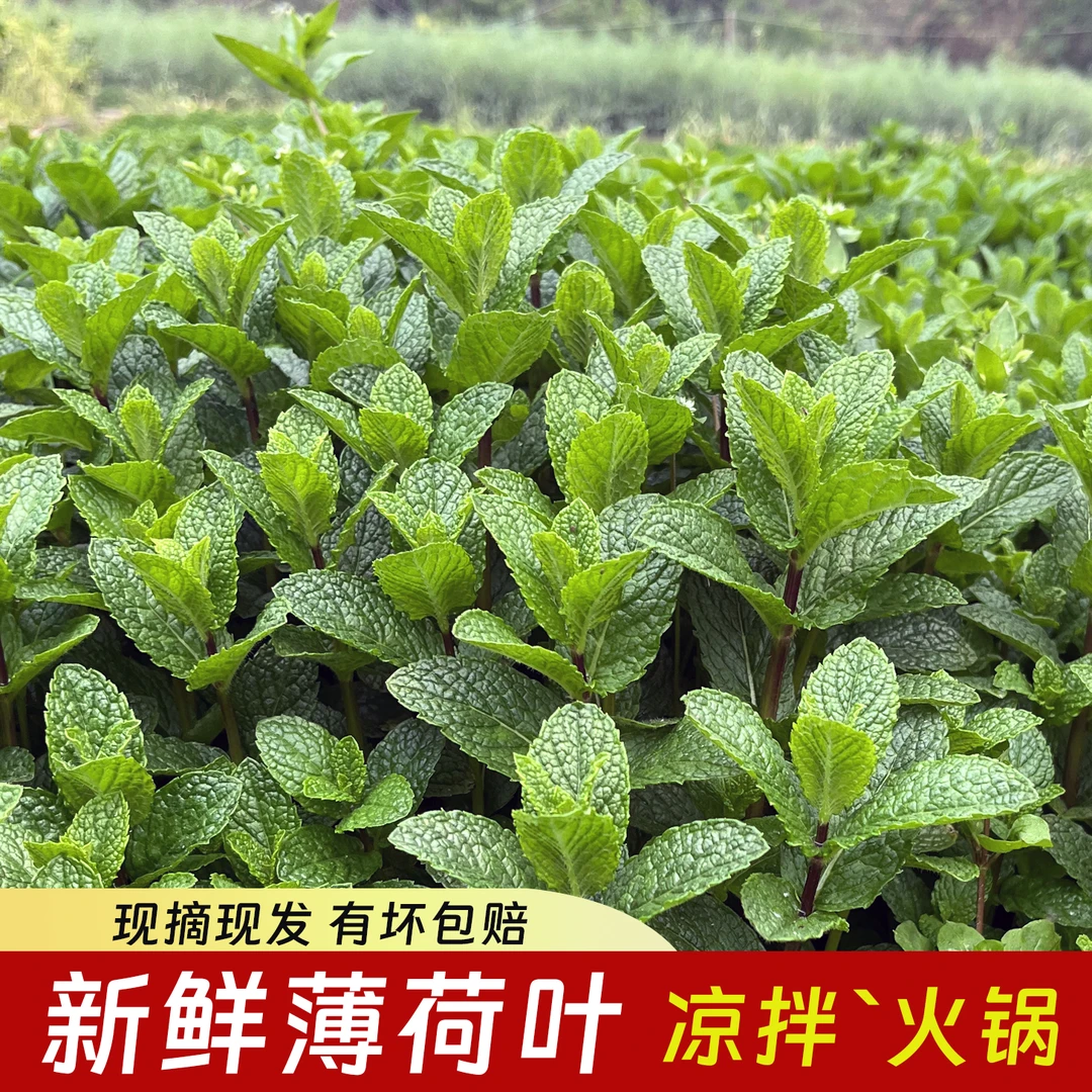 新鲜狗肉香薄荷叶子应季蔬菜火锅摆盘配菜蘸料食用农家种植现摘现