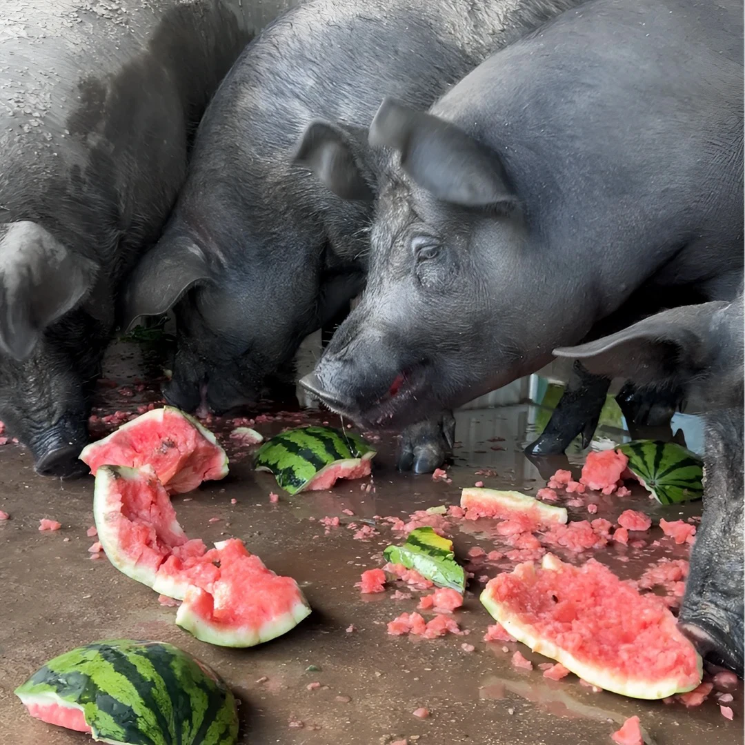 1号【直播现称改价】农村熟食黑猪 新鲜 包邮