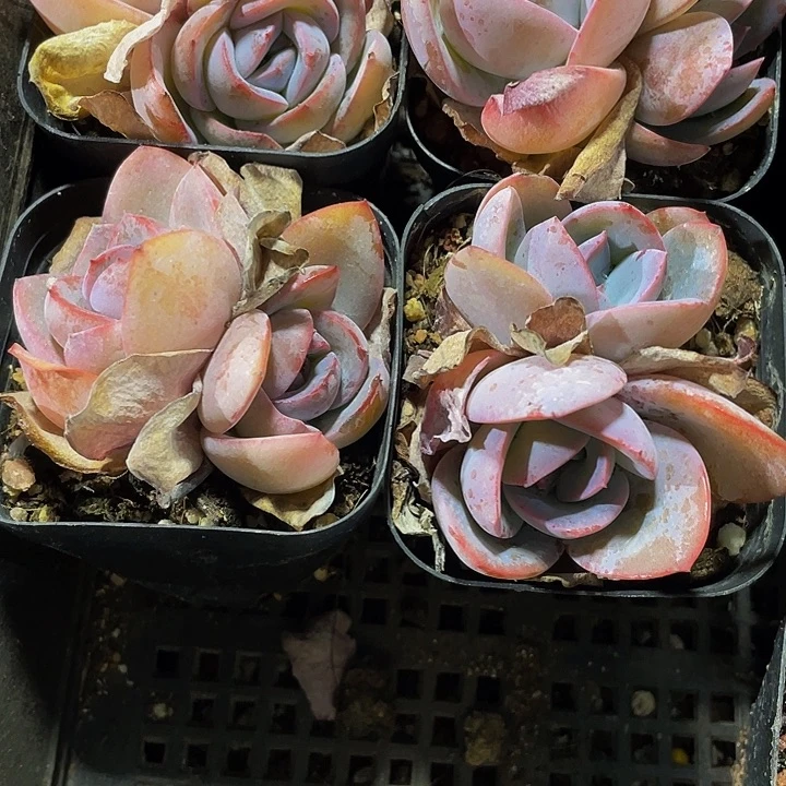 双头布鲁蓝带盆土发