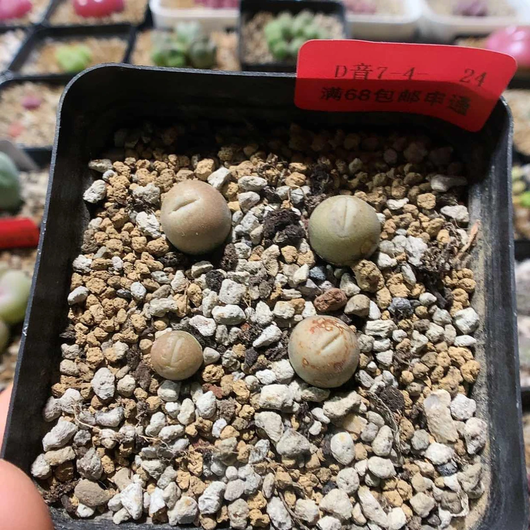 【闪购商品】7-4+24 瑕疵丑娥 35
