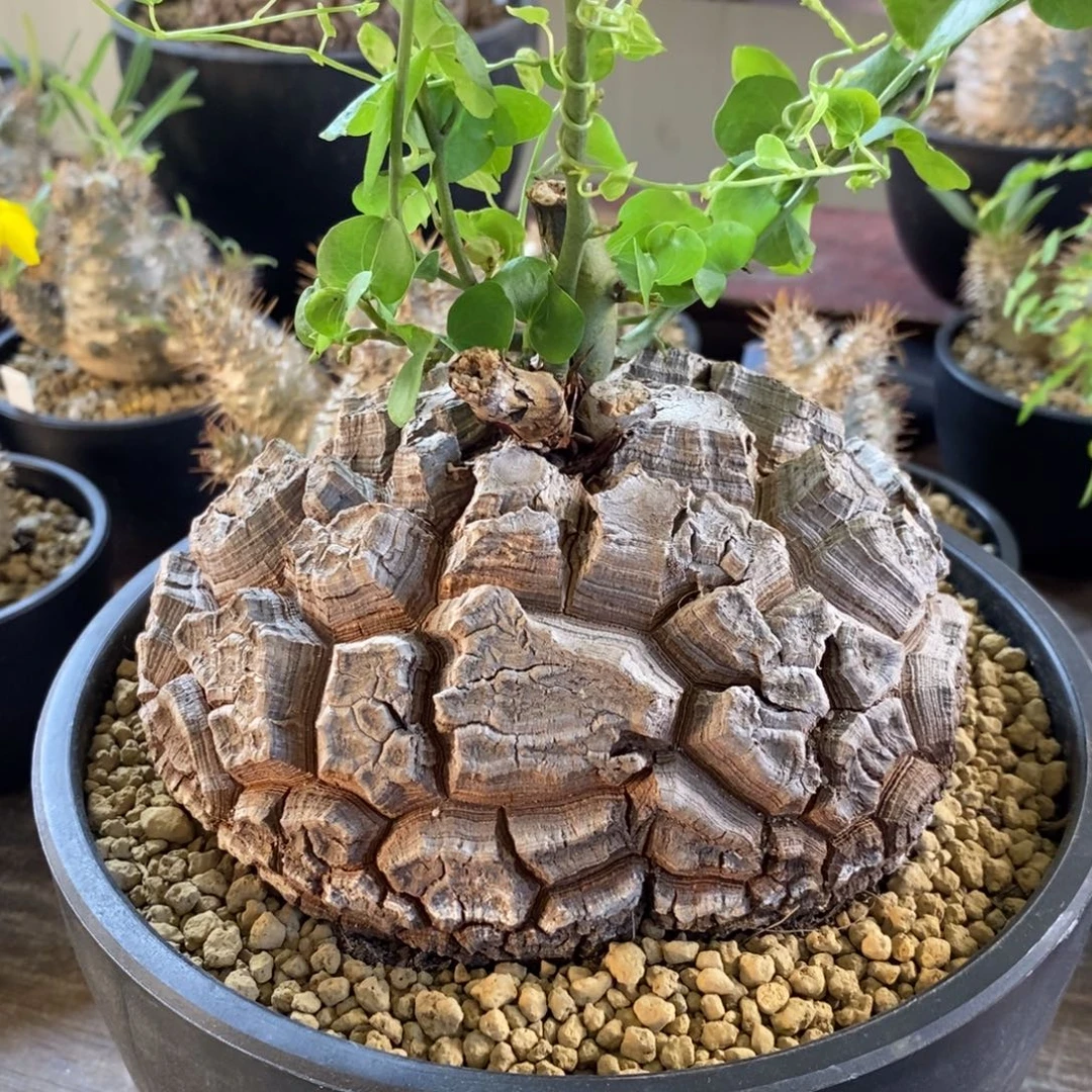 精品龟甲龙 一物一拍